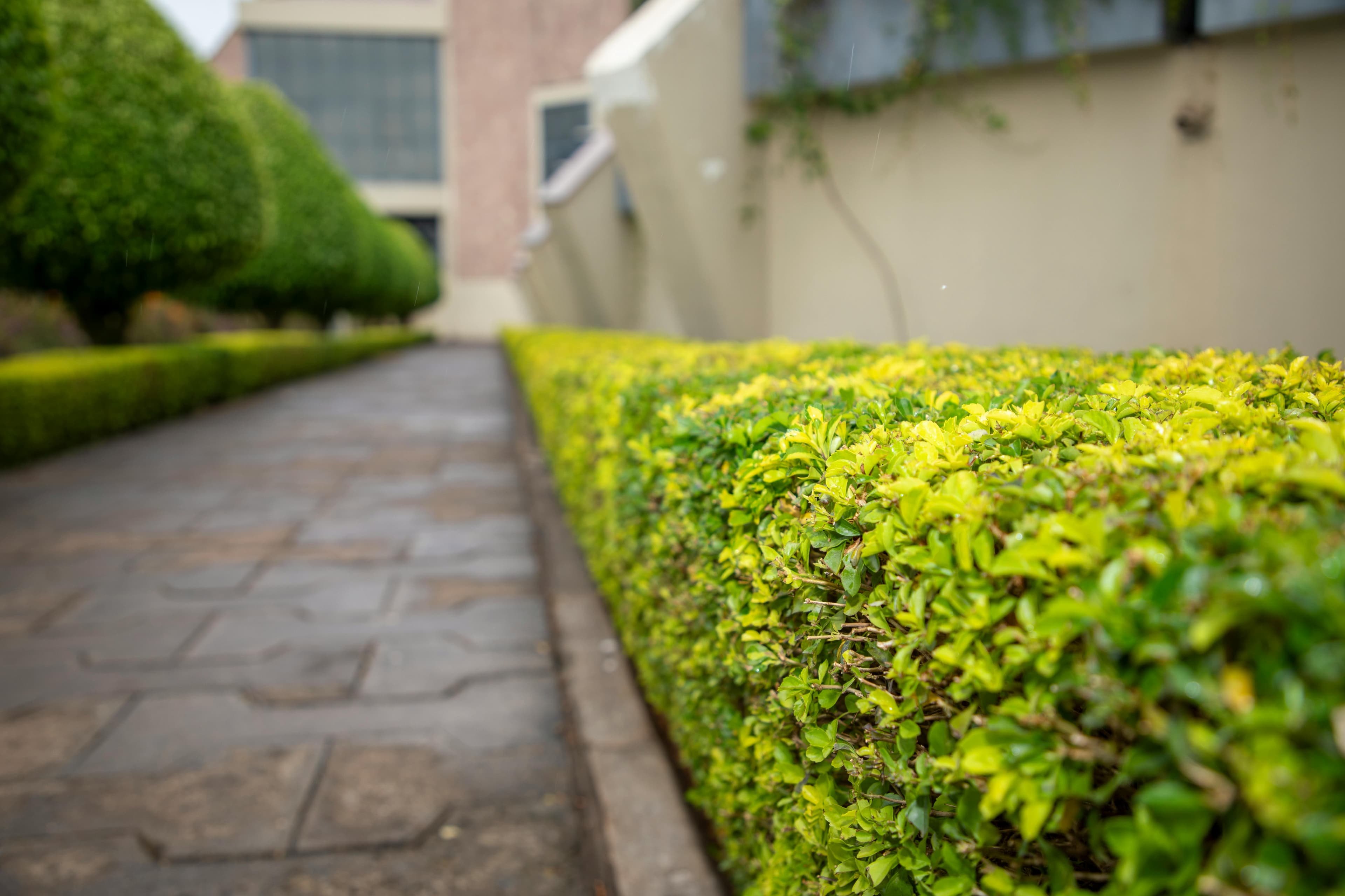 Professionally maintained commercial landscaping